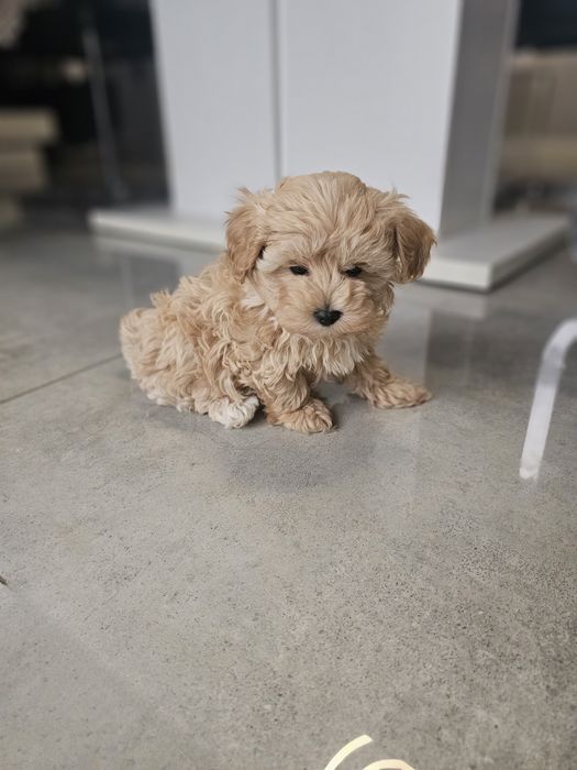 Obejrzyj Filmik Cudny Chłopczyk Maltipoo