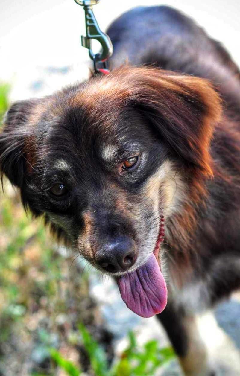 Maks - piękny, mały pies szuka domu, do adopcji. Pokochaj