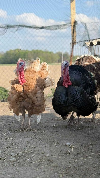 Indyki staropolskie, indyczki, młode, dorosłe, jaja lęgowe