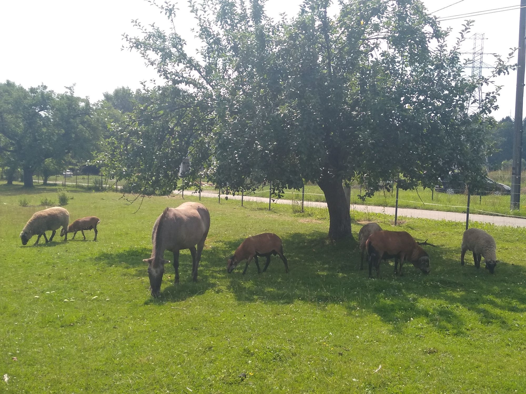 Agroturystyka Gorlice noclegi bania panieński pokoje gościnne domek