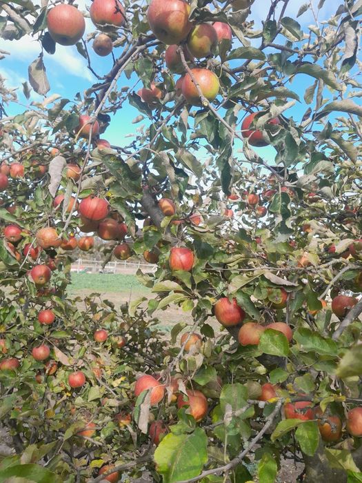 Jabłka eko różne odmiany wysyłka