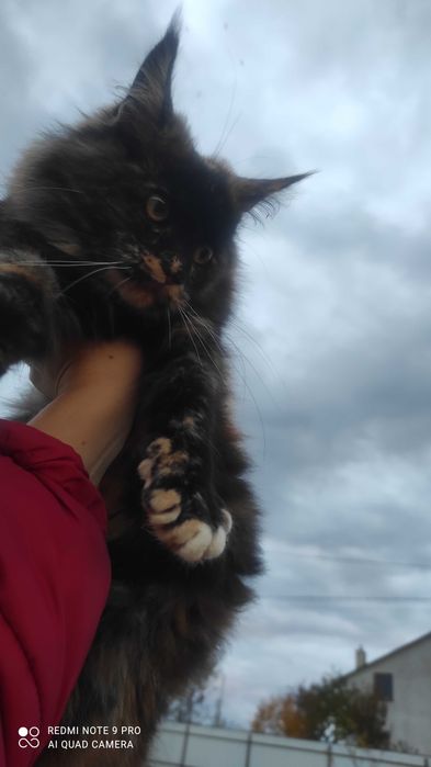 Кішечка Мейн-Кун черепашкового окрасу