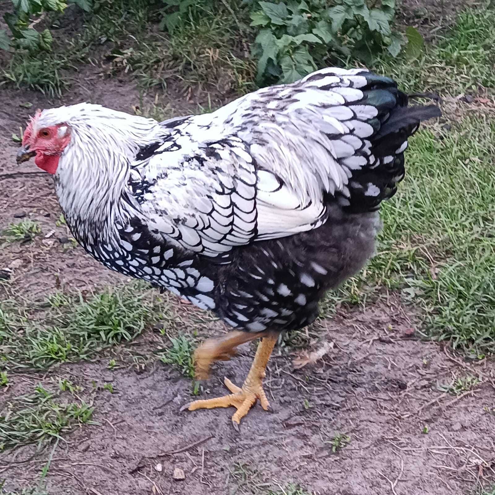 Wyandotte olbrzymi, młode koguty ozdobne, barnewelder
