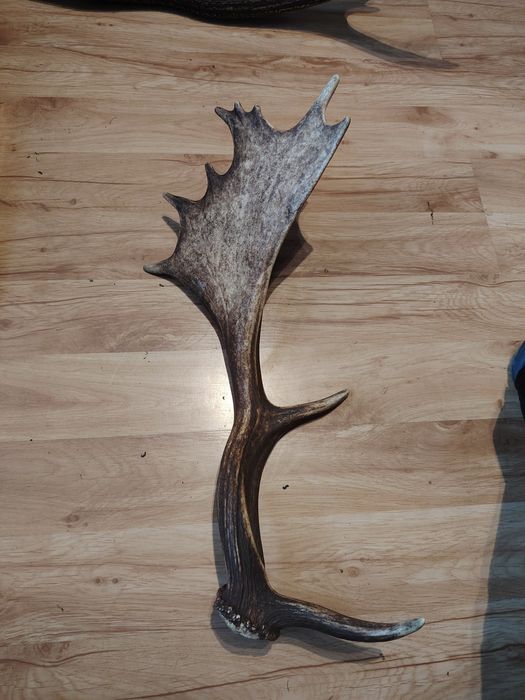 Poroże jelenia zrzuty mylkusy Daniela