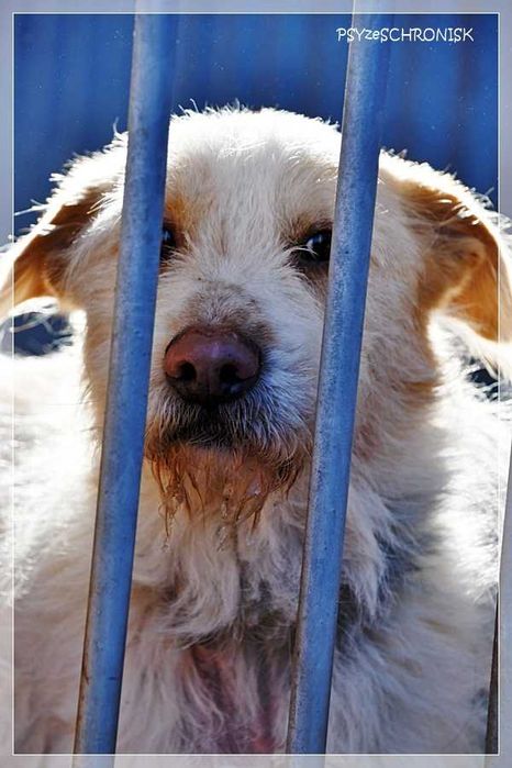 Baca - kudłaty wesołek chce dać Ci swoje serce