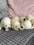 Labrador Retriever z rodowodem!