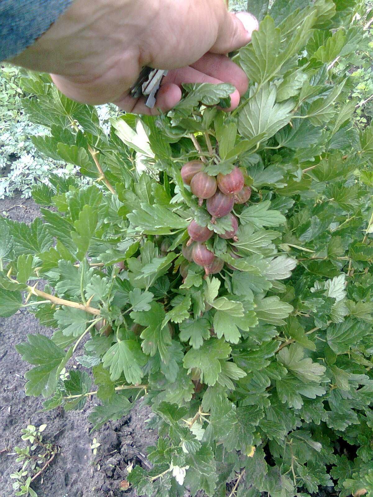 саджанці агрусу сорт Красень, Безшипний, Малахіт, Чорномор