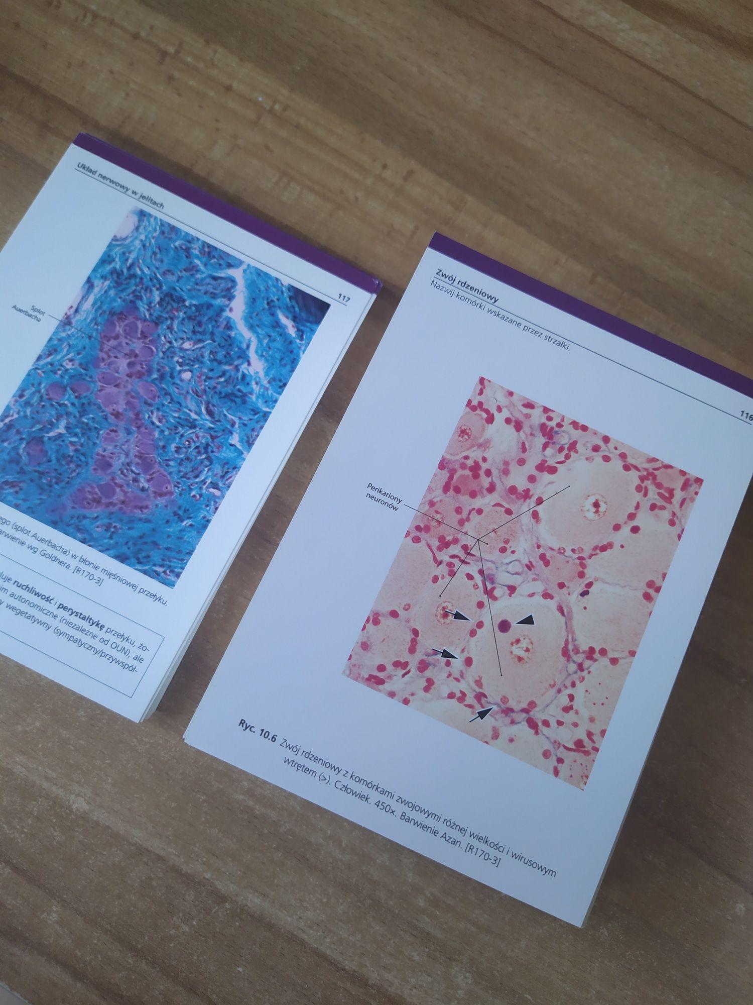 Histologia Flashcards Sobotta