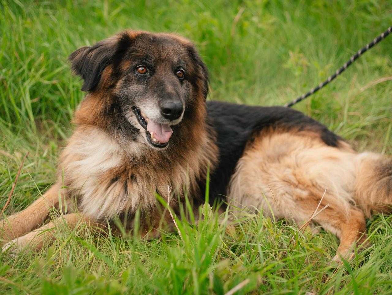 Piesek do adopcji AMIGO