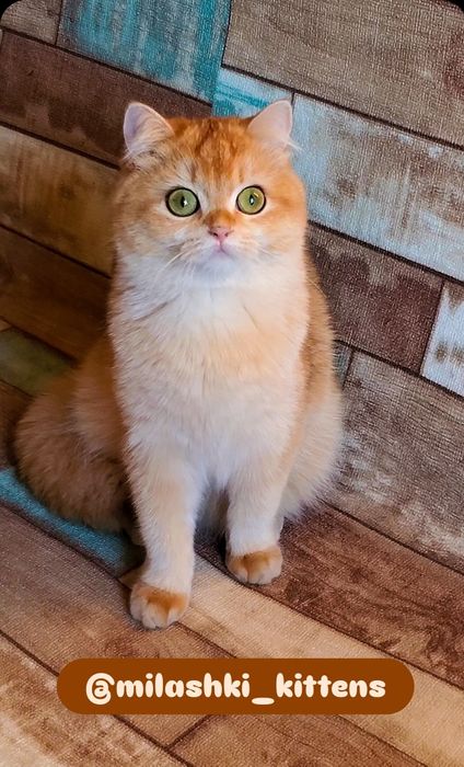 Ручные и ласковые котята золотая шиншилла