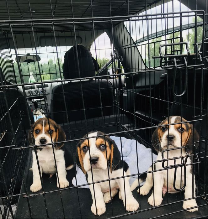 Beagle tricolor-wybitne z rodowodem!