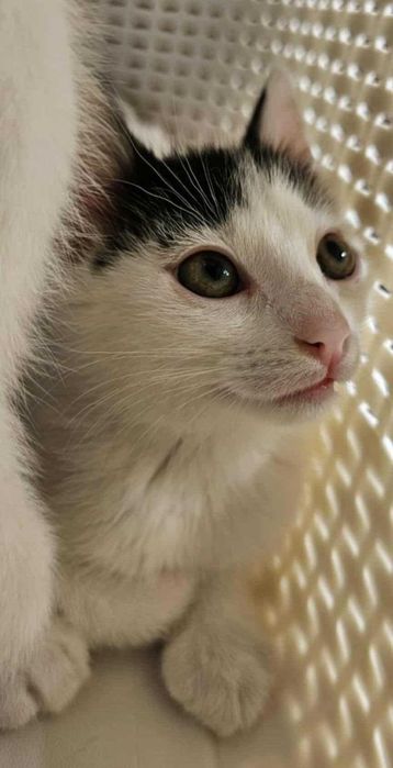 12tyg.kotka,kociczka biało-czarna z domu tymczas.ADOPCJA