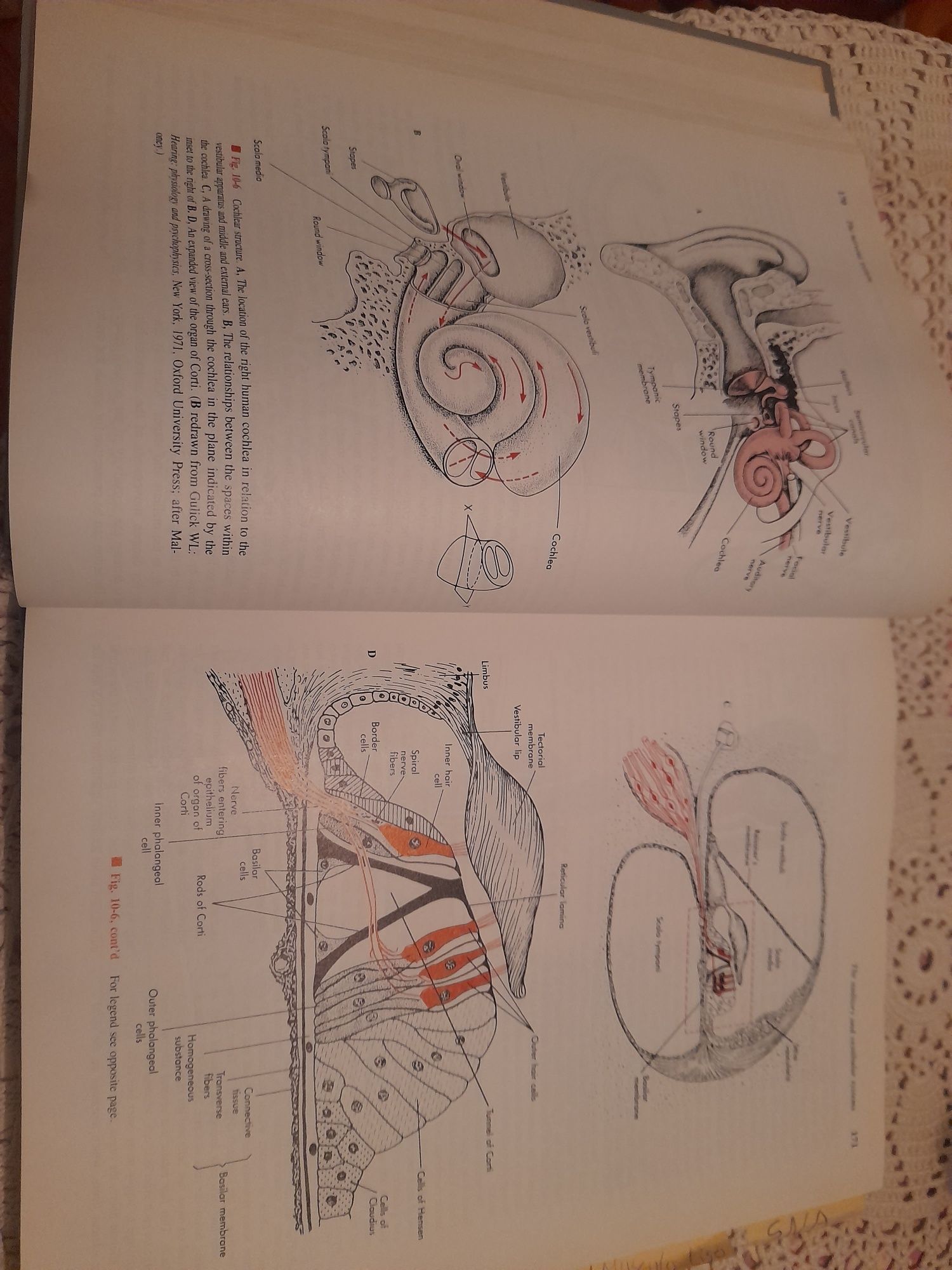 Livro Physiology de Robert M. Berne e Matthew N.. Levy