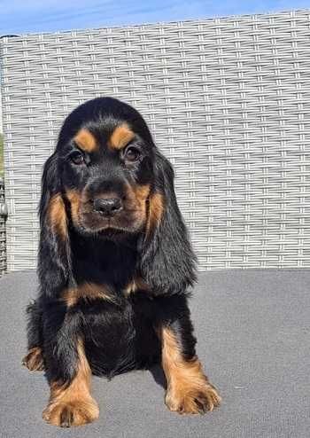 cocker spaniel angielski  suczka czarno złota