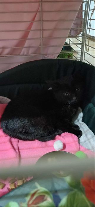 Urocza koteczka czeka na domek