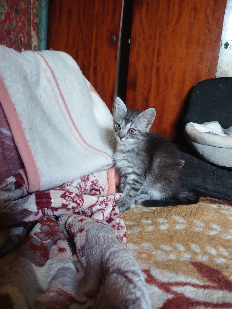 Отдам в хорошие руки котенка