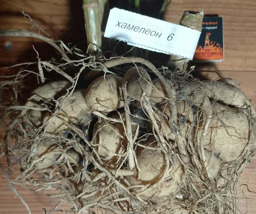 жоржини/георгини 1 (сорт хамелеон)