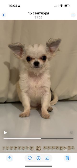 Міні чихуахуа хлопчик