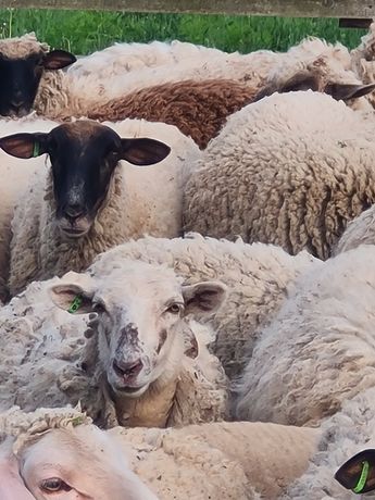 Продам Вівці та стрижка  овець
