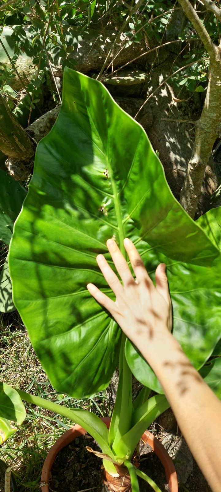 Alocasia 50cm em vaso - Planta de interior ou exterior