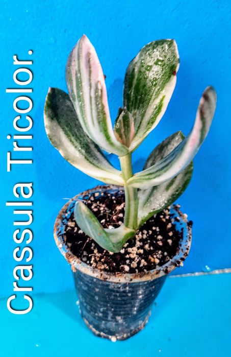 Редкие, вариегатные крассулы, толстянки, денежные деревья.