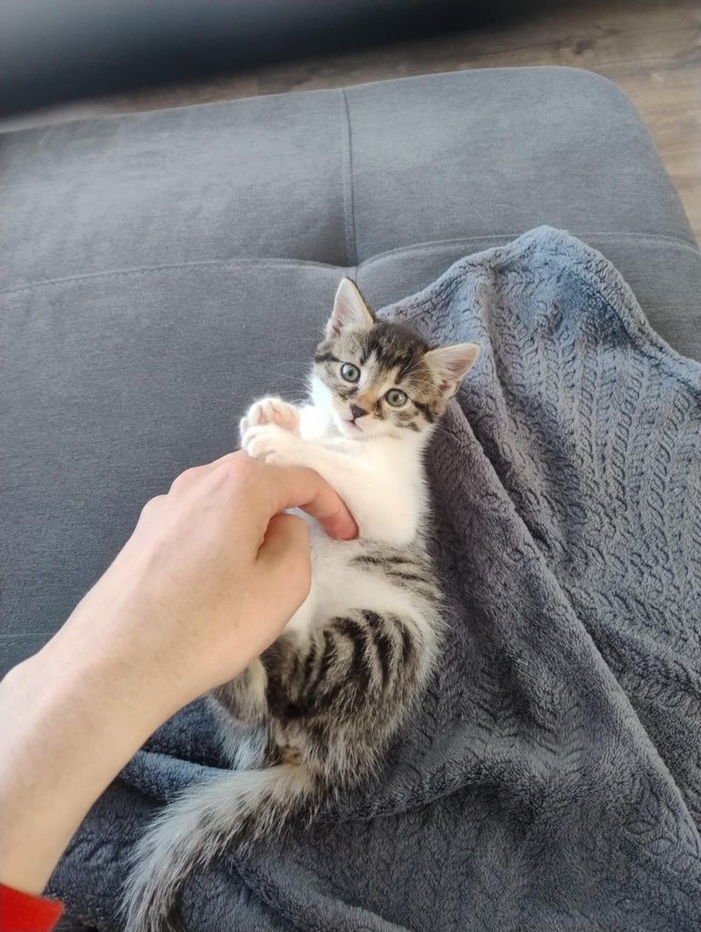Oddam kotka w dobre ręce