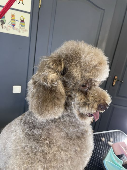 Грумінг для пуделів