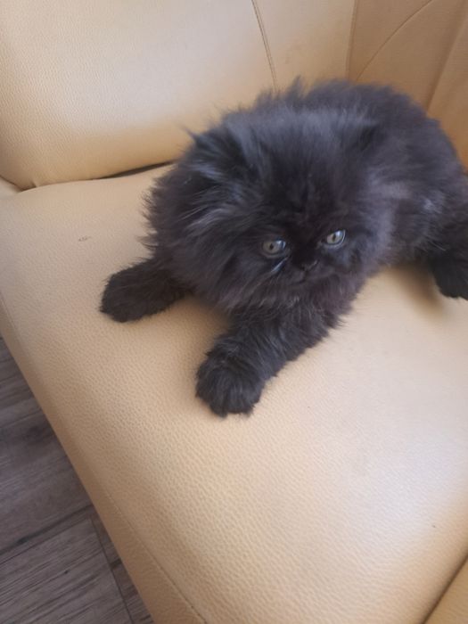 Kocurek  perski Pers