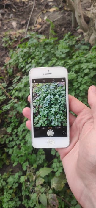 iPhone 5 16gb newerlock без iCloud