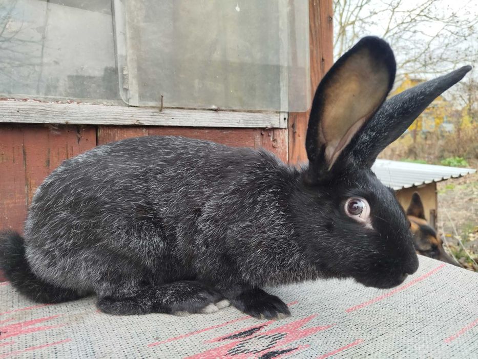 КРІЛЬ-ХАМЕЛЕОН З ОСОБЛИВИМ ПОГЛЯДОМ! Полт. срібло 4.8кг у 3.5 місяці!