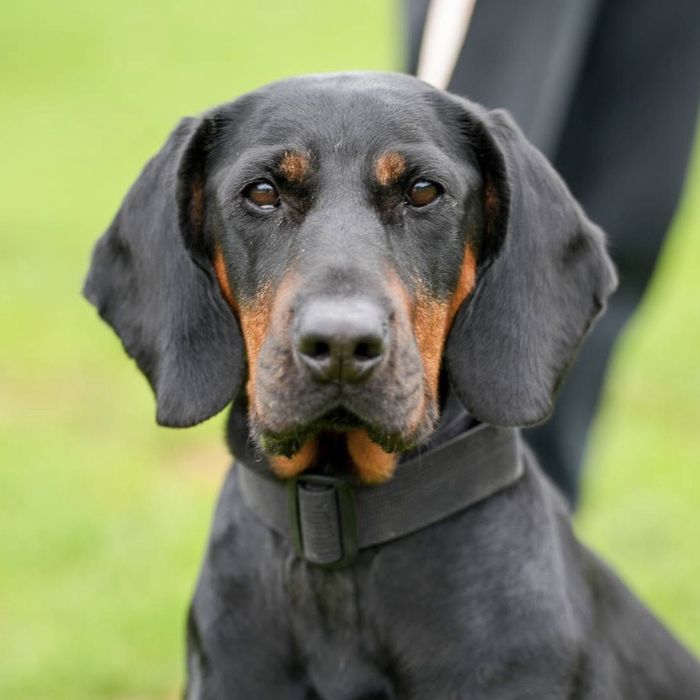 Szajba, suczka rasy gończy polski, przekochana