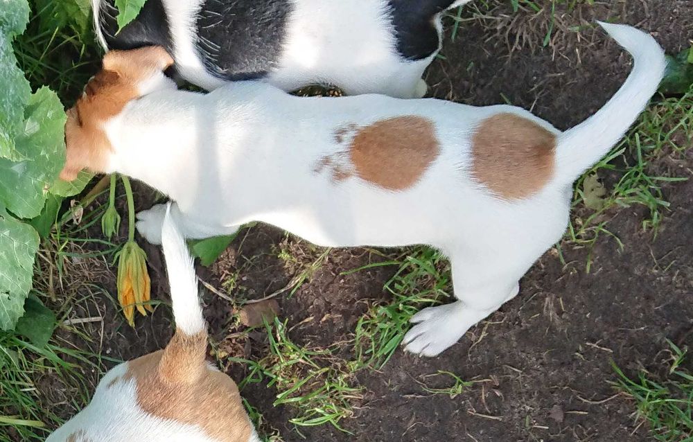 Szczeniak Peggy suczka Jack Russell Terrier Koszalin