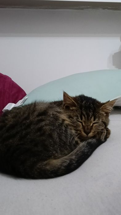 Oddam kotka w dobre ręce