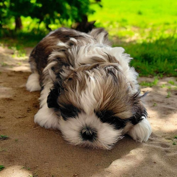 Shih tzu śliczna mini dziewczynka
