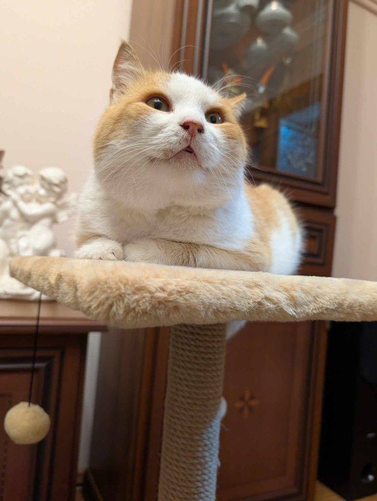 Котик в надійні руки безкоштовно
