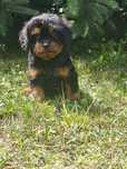 Cavapoo cudowny szczeniak