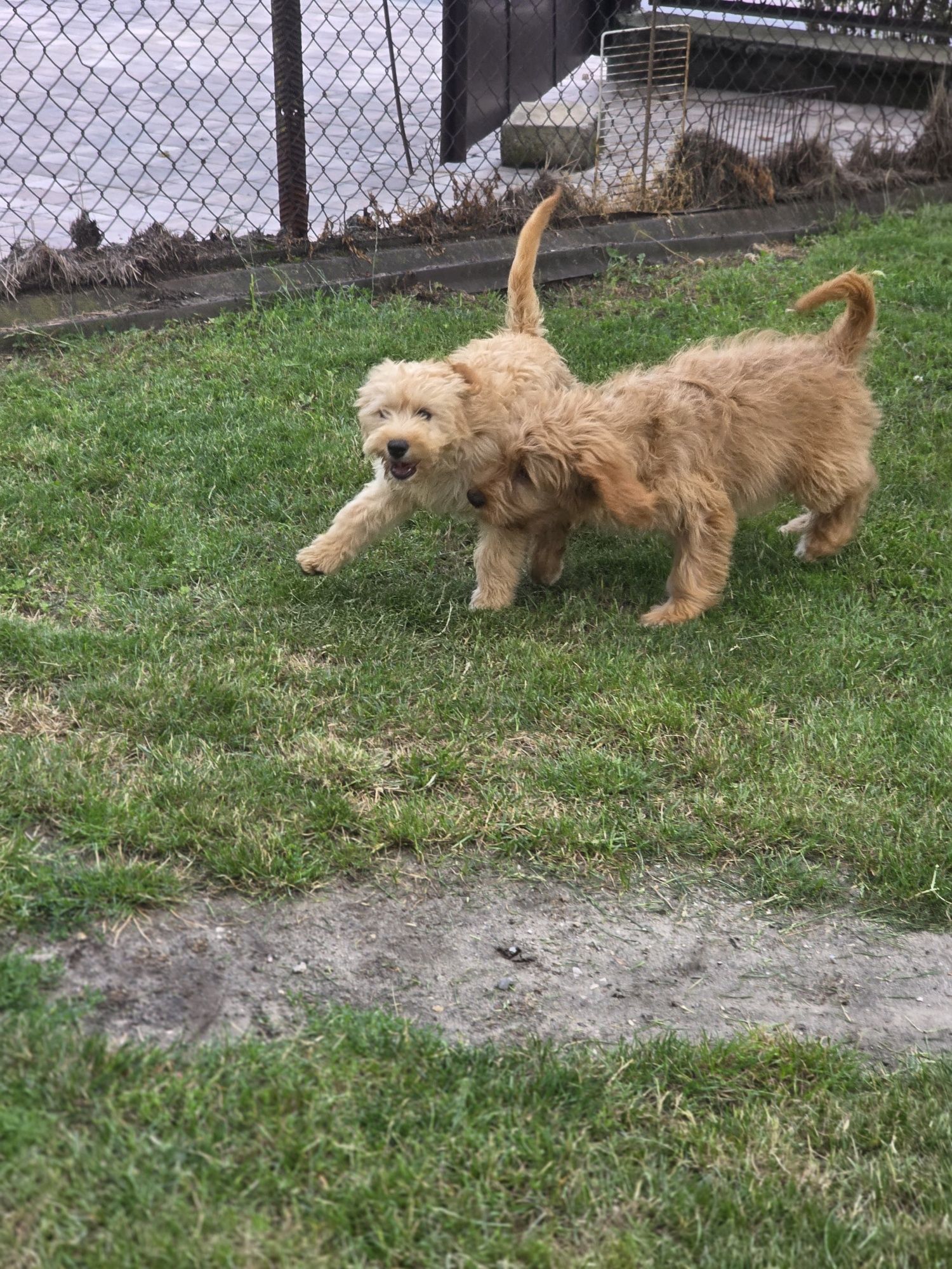Goldendoodle piesek f1 standard i mini