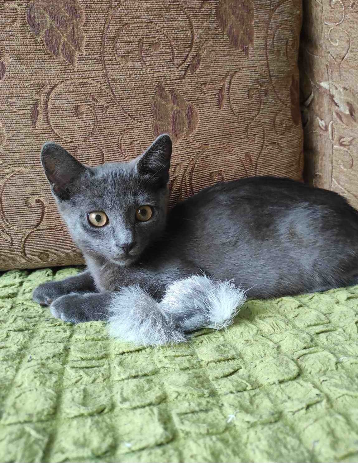 Маленький пепельный котенок мальчик ищет дом! Котята! Отдам в хорошие