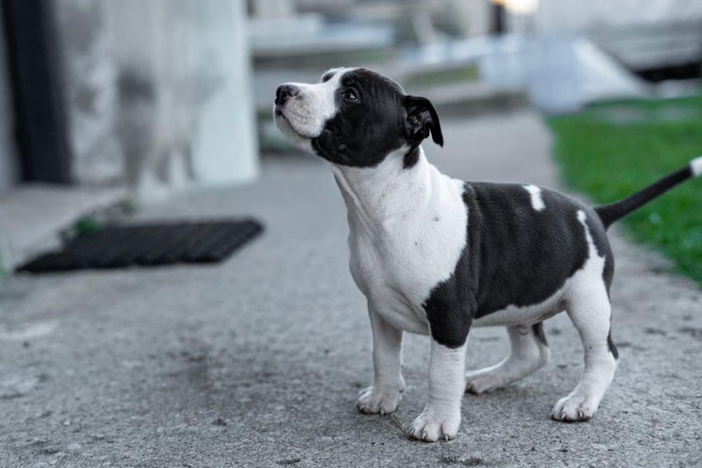 American Staffordshire terrier Zkwp FCI
