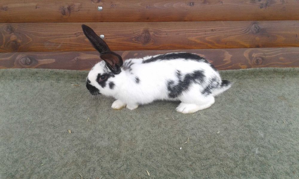 Кролі різних порід