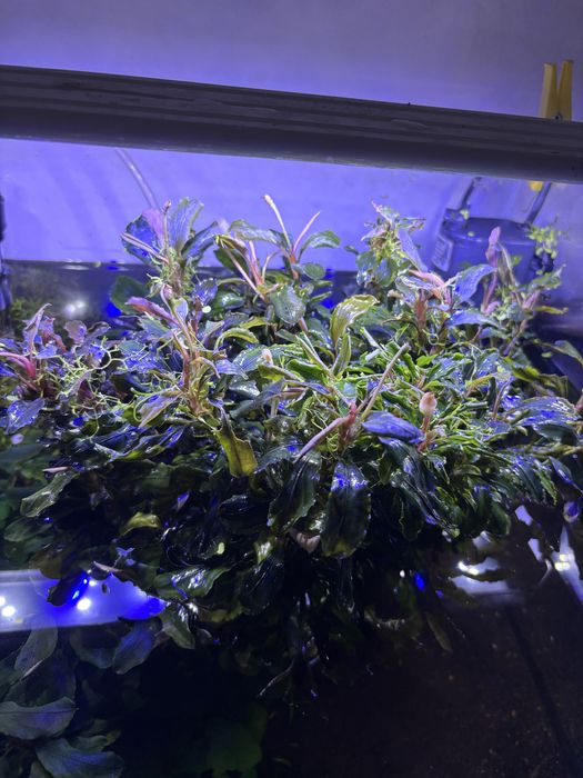Plantas aquarios (anubias, bucephalandra, fetos java)