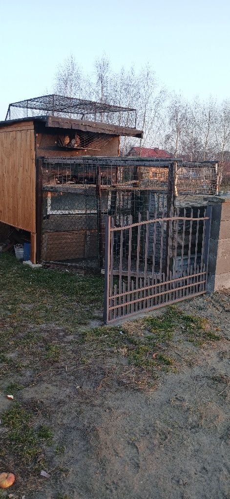 Gołębnik z golembiami lub same golebie