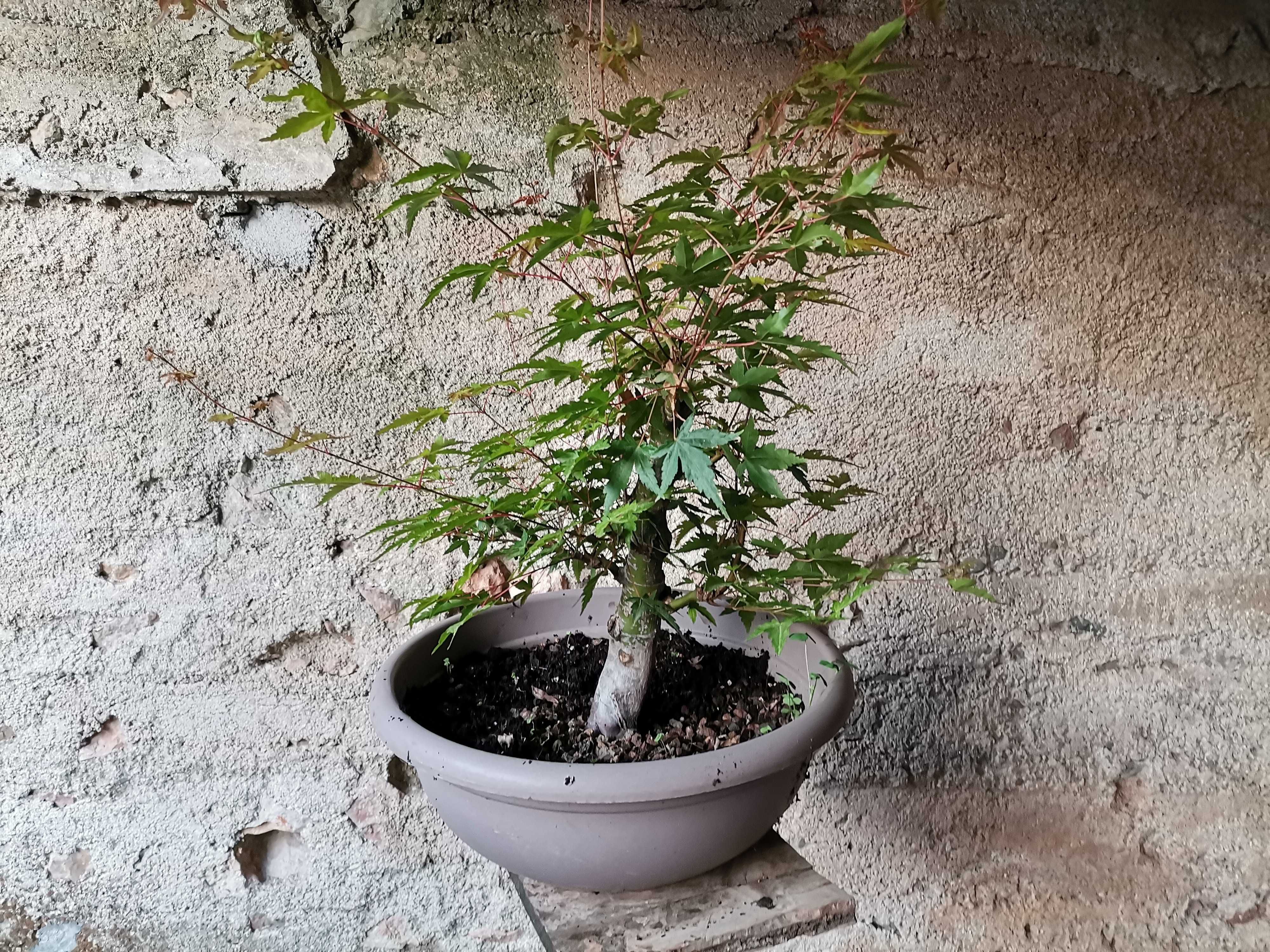 Pré-Bonsai de "Acer Palmatum"  - *VENDA URGENTE (DESOCUPAR)*