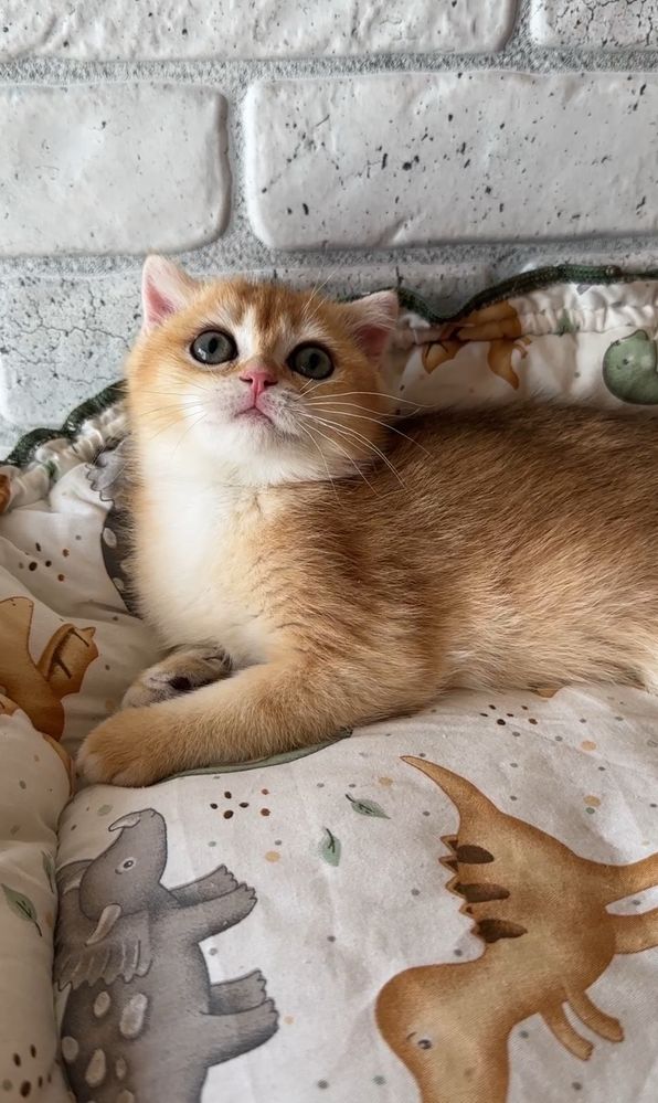 Хлопчик золотко 2.5 міс