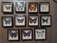 Motyle w ramkach różne gatunki entomologia