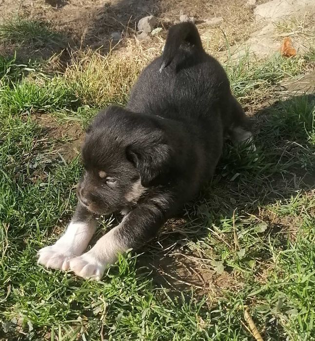 Szczeniaczek szuka domu