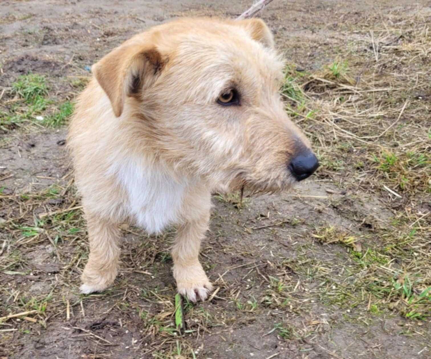 Mały, delikatny KREMUŚ szuka domu !! Do adopcji !!