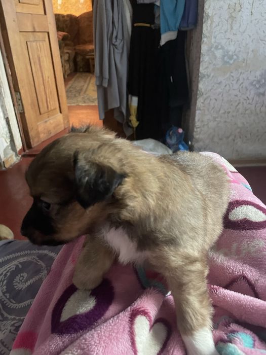 Безкоштовно віддам малечу