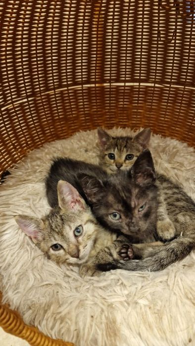 Śliczne malutkie kociaki