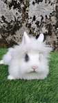 Coelho Anão Angora